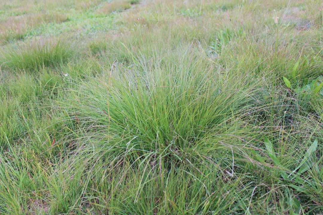 Eragrostis on sale